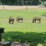 E92EC52E-1BBF-49B9-A67D-BA0562C4F0B9