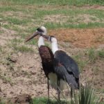 ED38B396-AC08-465B-969B-F1578B1458E2